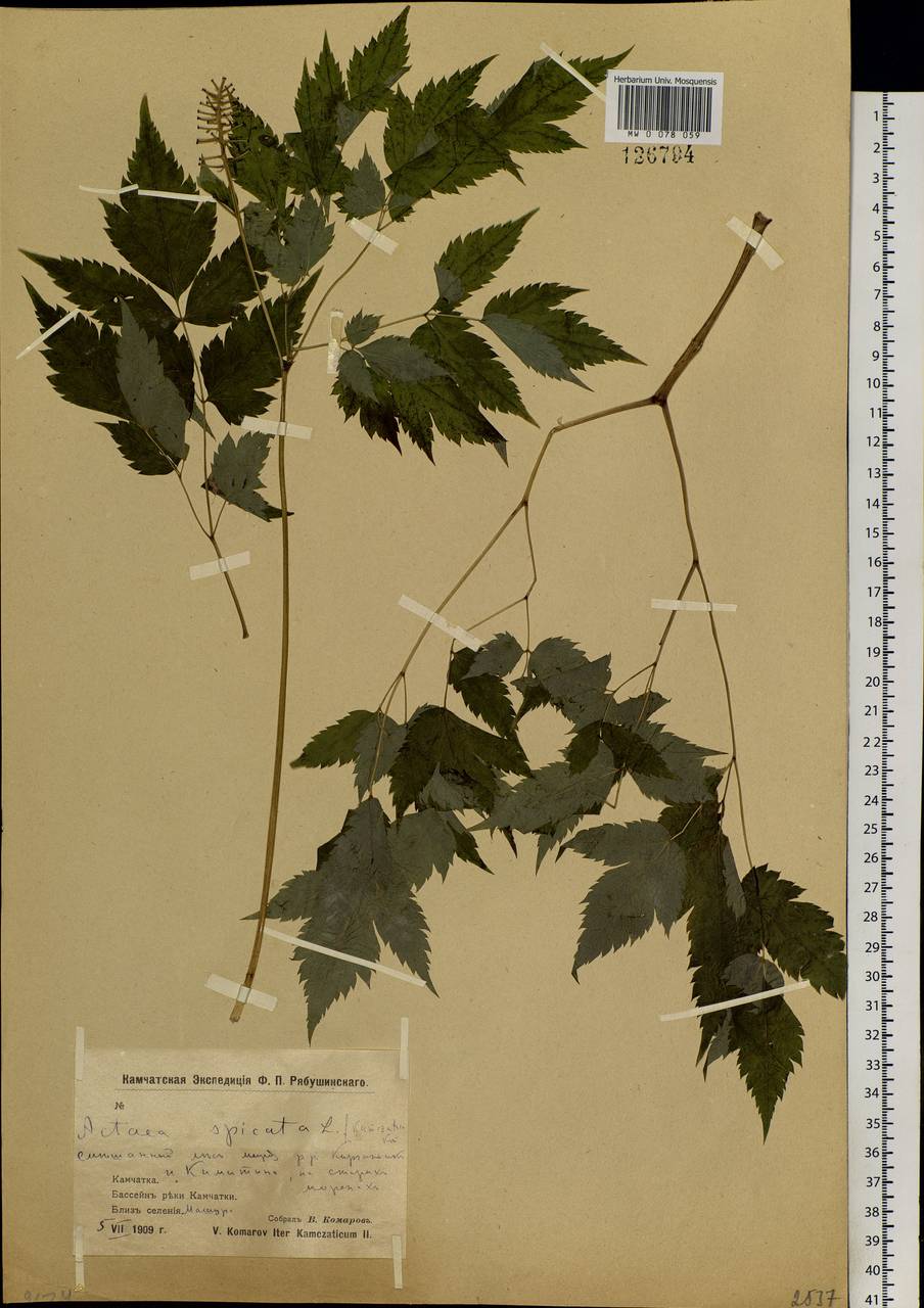 Actaea rubra subsp. rubra, Сибирь, Чукотка и Камчатка (S7) (Россия)