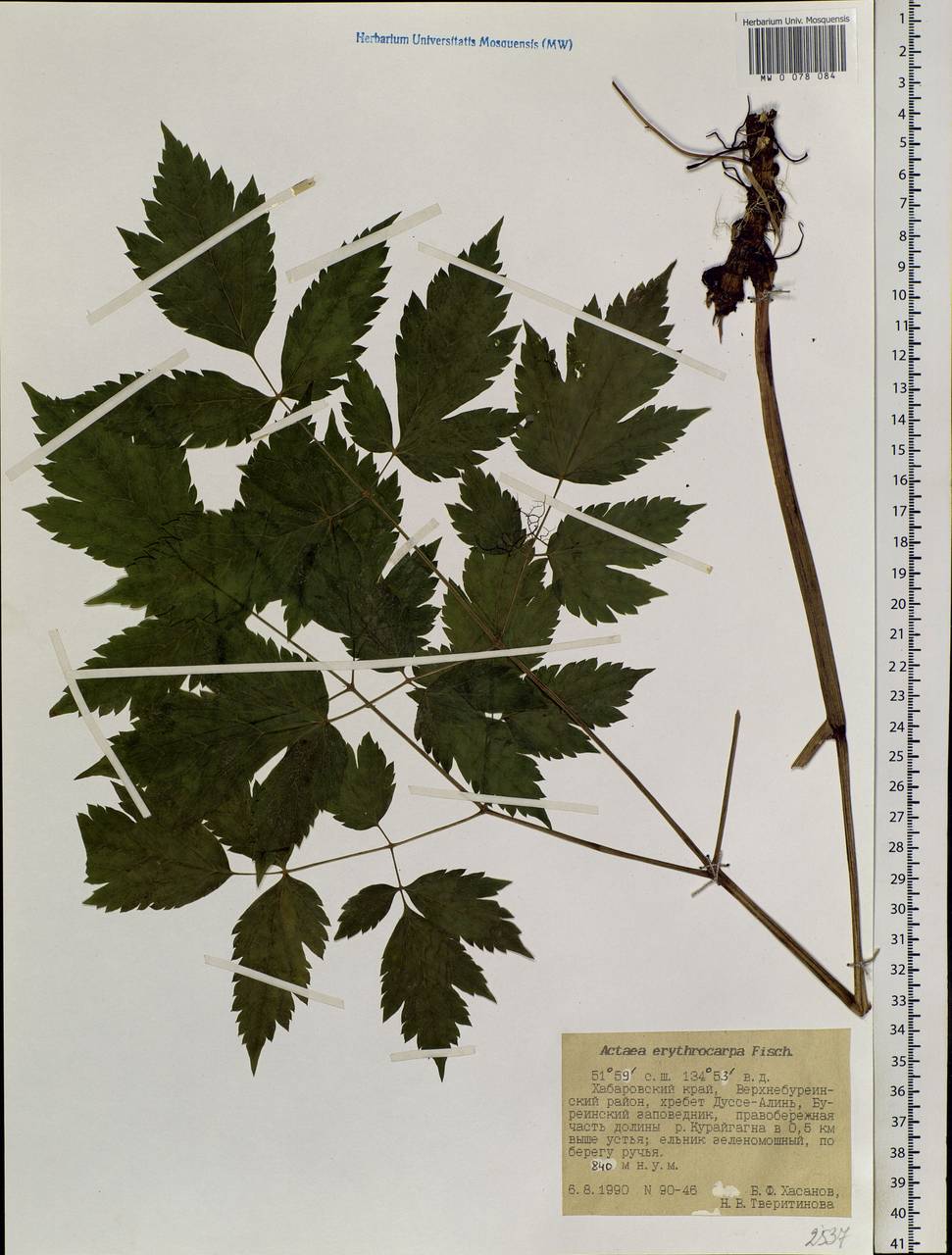 Actaea rubra subsp. rubra, Сибирь, Дальний Восток (S6) (Россия)