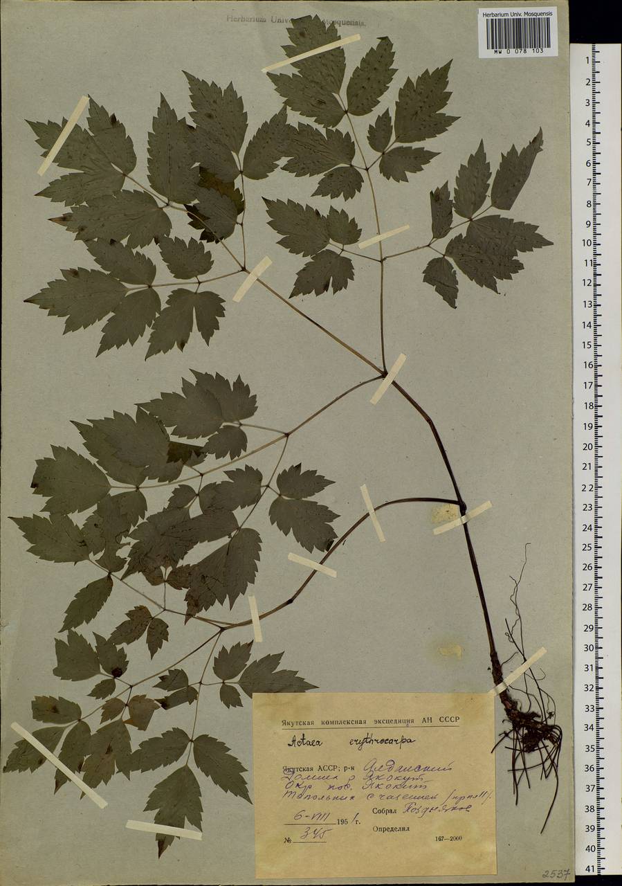 Actaea rubra subsp. rubra, Сибирь, Якутия (S5) (Россия)