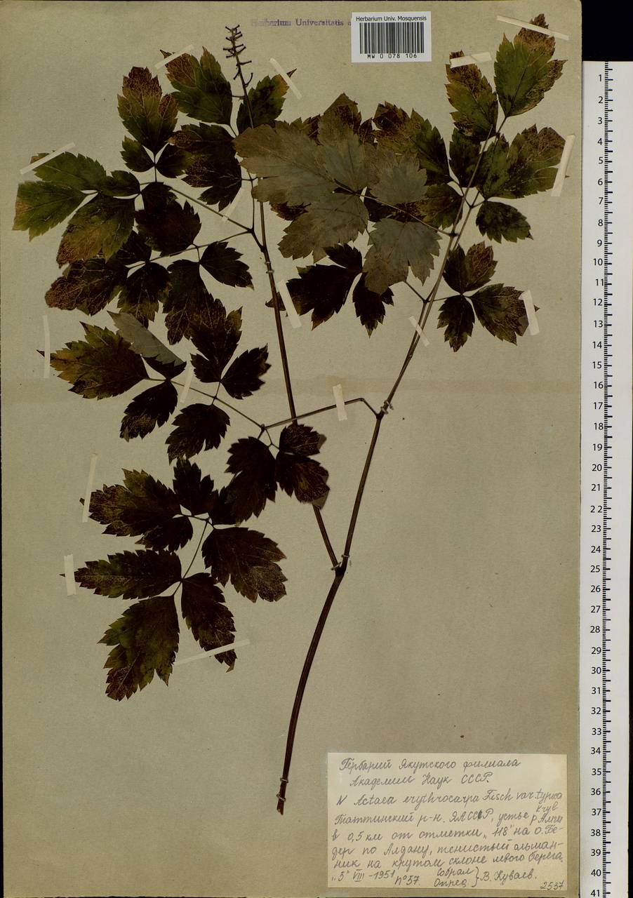 Actaea rubra subsp. rubra, Сибирь, Якутия (S5) (Россия)