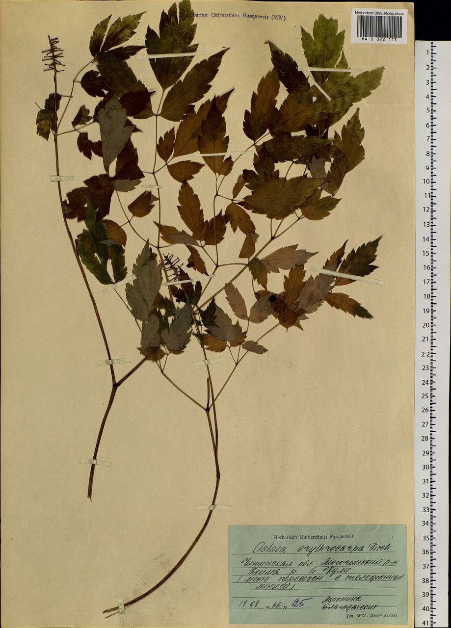 Actaea rubra subsp. rubra, Сибирь, Прибайкалье и Забайкалье (S4) (Россия)