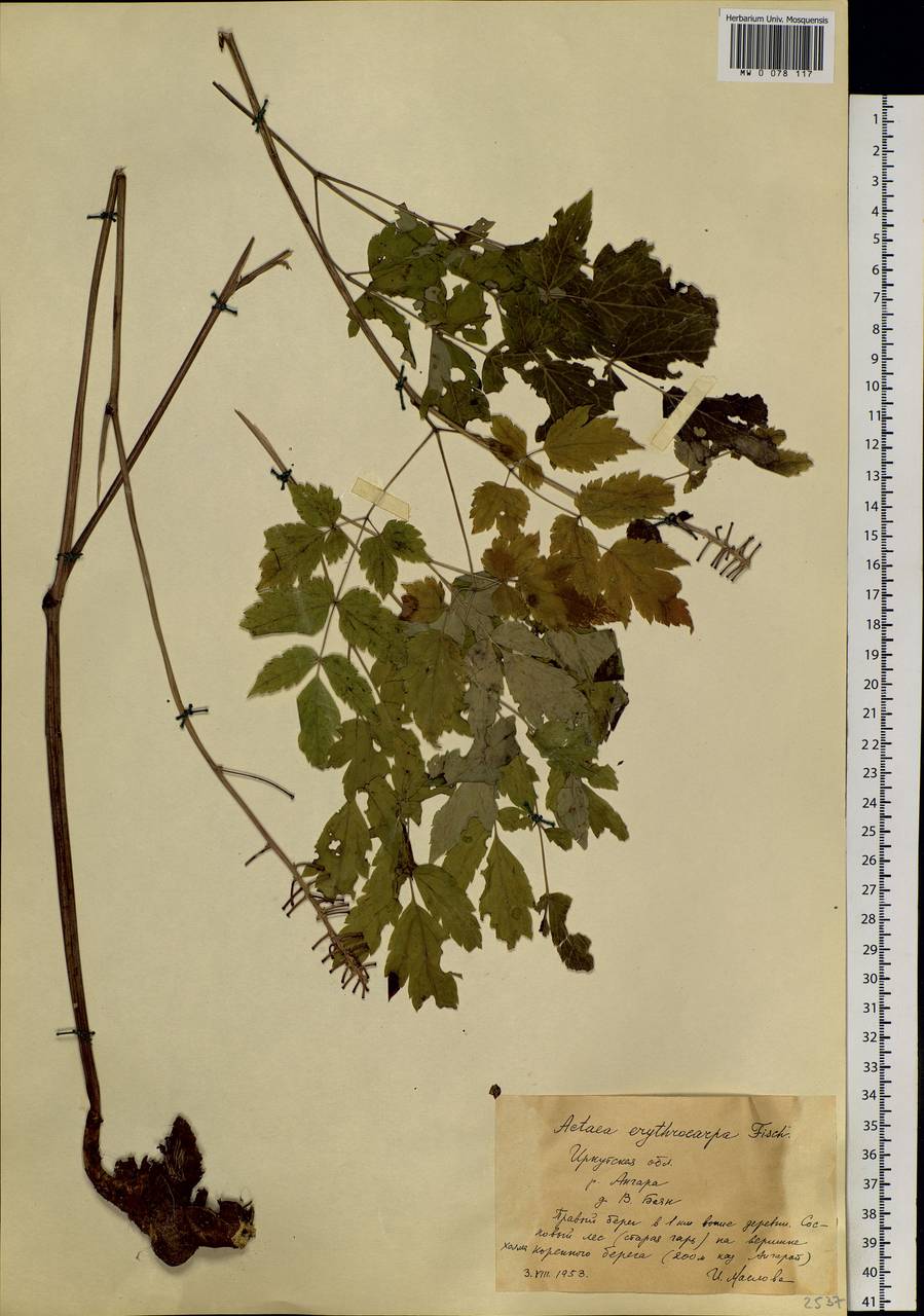 Actaea rubra subsp. rubra, Сибирь, Прибайкалье и Забайкалье (S4) (Россия)