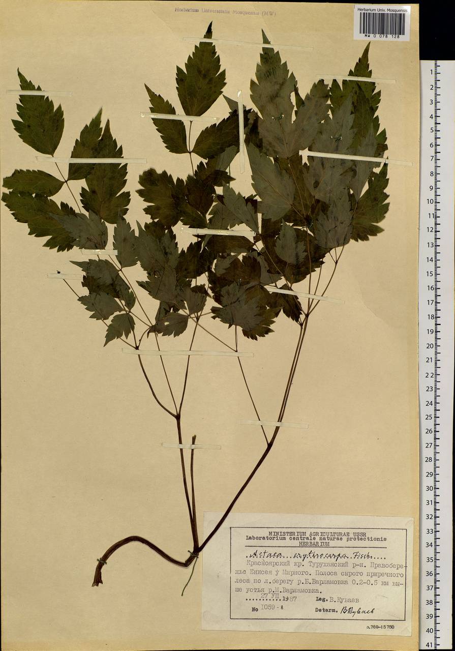 Actaea rubra subsp. rubra, Сибирь, Центральная Сибирь (S3) (Россия)