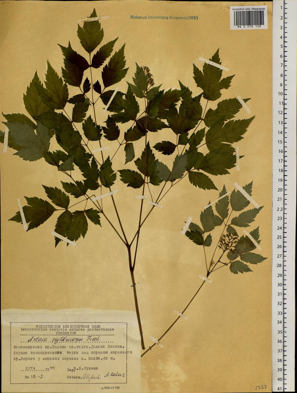 Actaea rubra subsp. rubra, Сибирь, Центральная Сибирь (S3) (Россия)