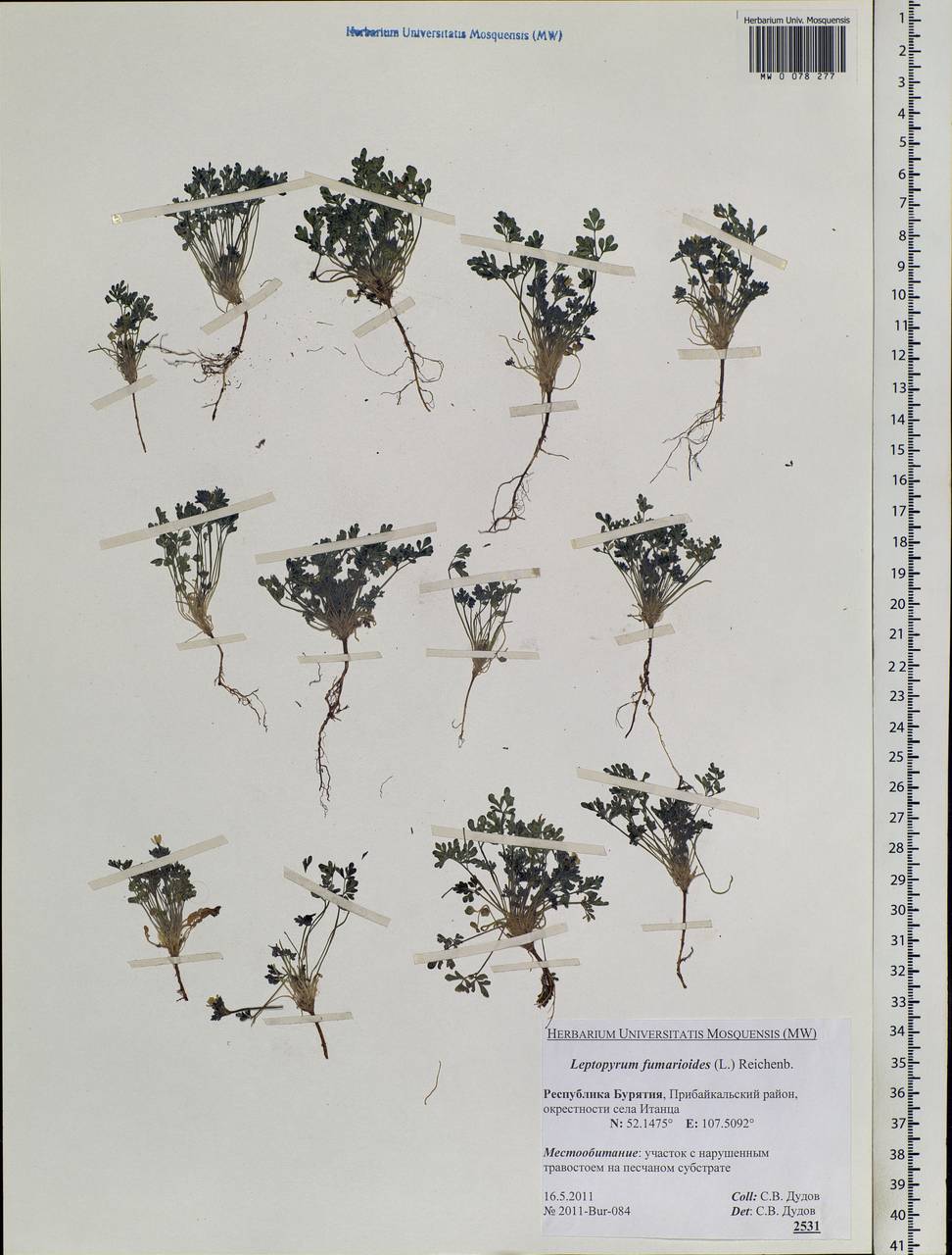 Тонкоплодник дымянковый (L.) Rchb., Сибирь, Прибайкалье и Забайкалье (S4) (Россия)