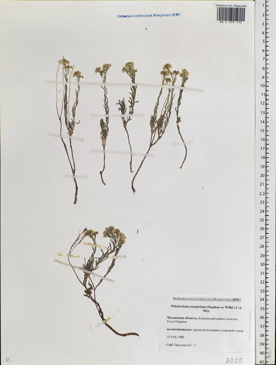 Stevenia tenuifolia (Steph. ex Willd.) D.A.German, Сибирь, Прибайкалье и Забайкалье (S4) (Россия)