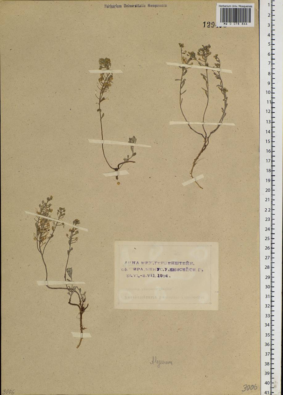 Odontarrhena obovata C. A. Mey., Сибирь, Алтай и Саяны (S2) (Россия)