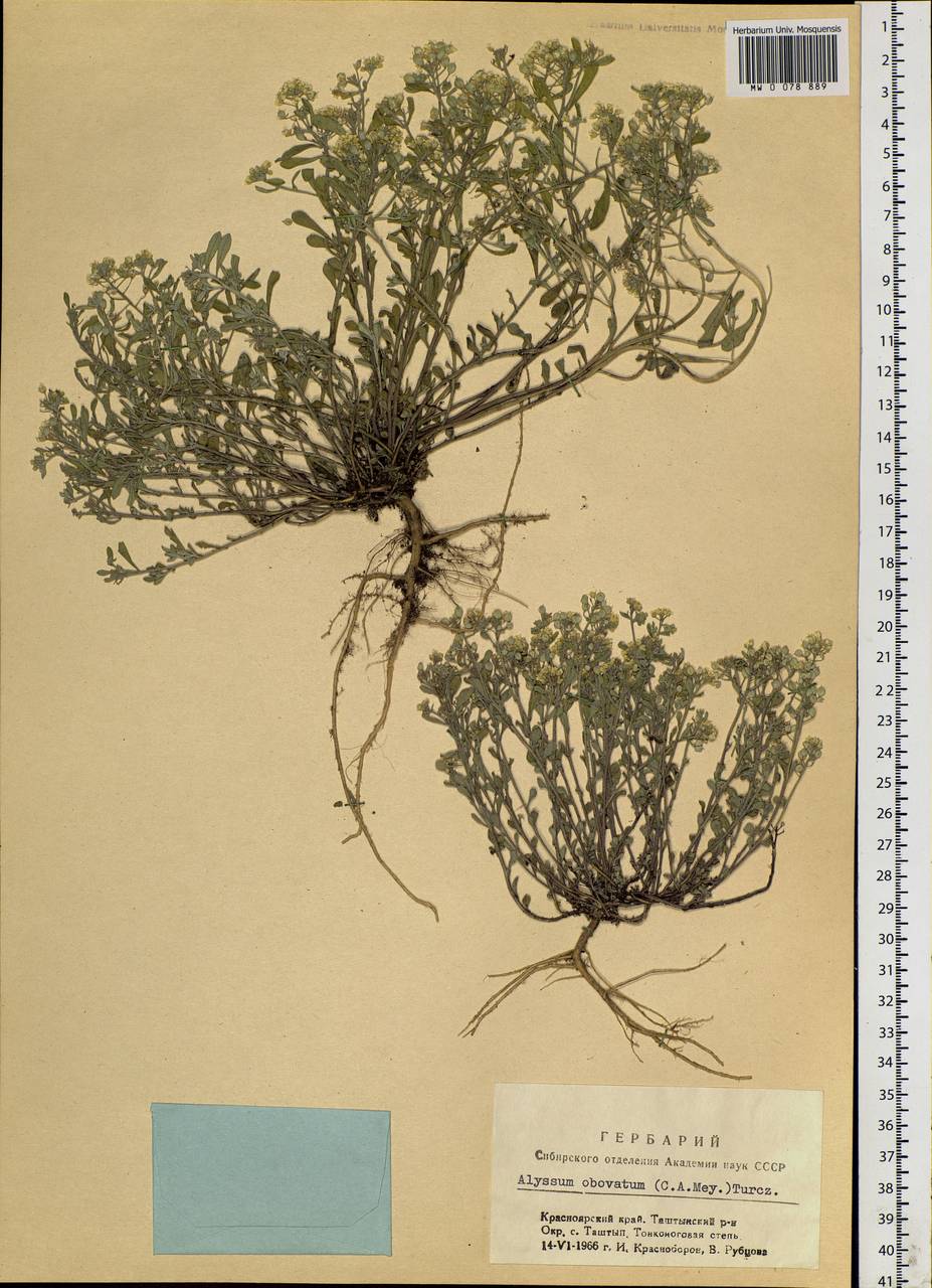 Odontarrhena obovata C. A. Mey., Сибирь, Алтай и Саяны (S2) (Россия)