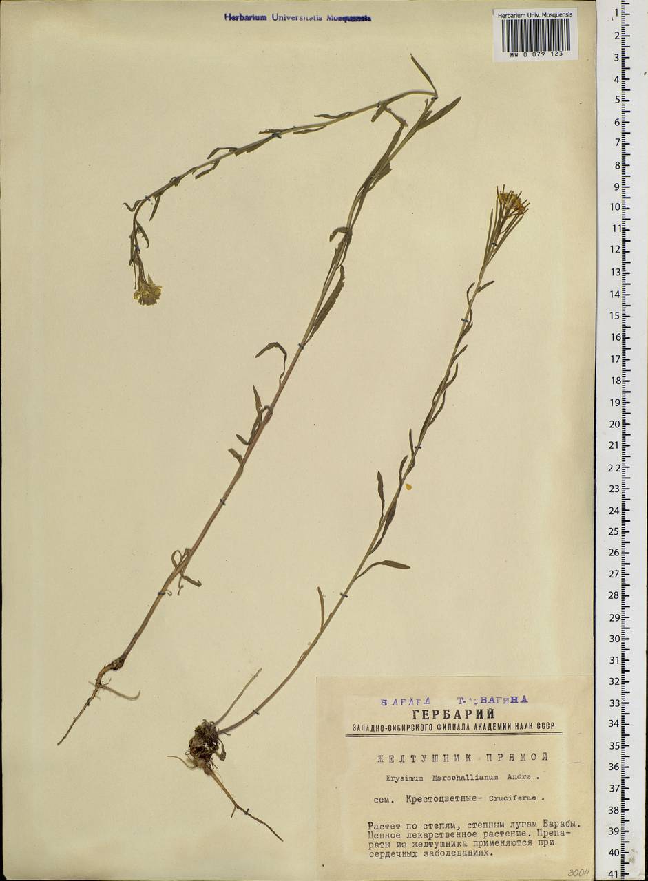 Желтушник ястребинколистный L., Сибирь, Западная Сибирь (S1) (Россия)