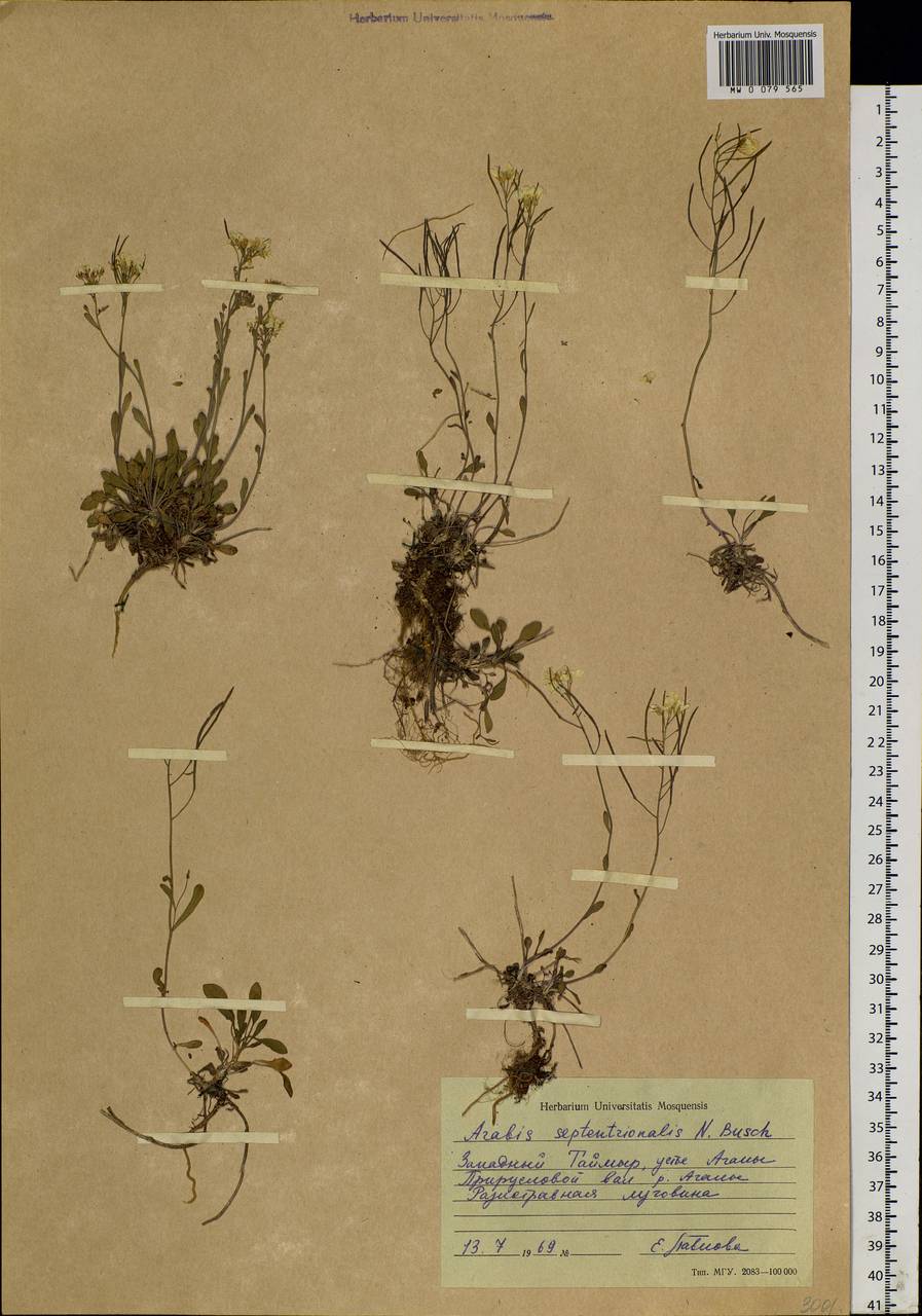 Arabidopsis septentrionalis (N. Busch) D. A. German, Сибирь, Центральная Сибирь (S3) (Россия)