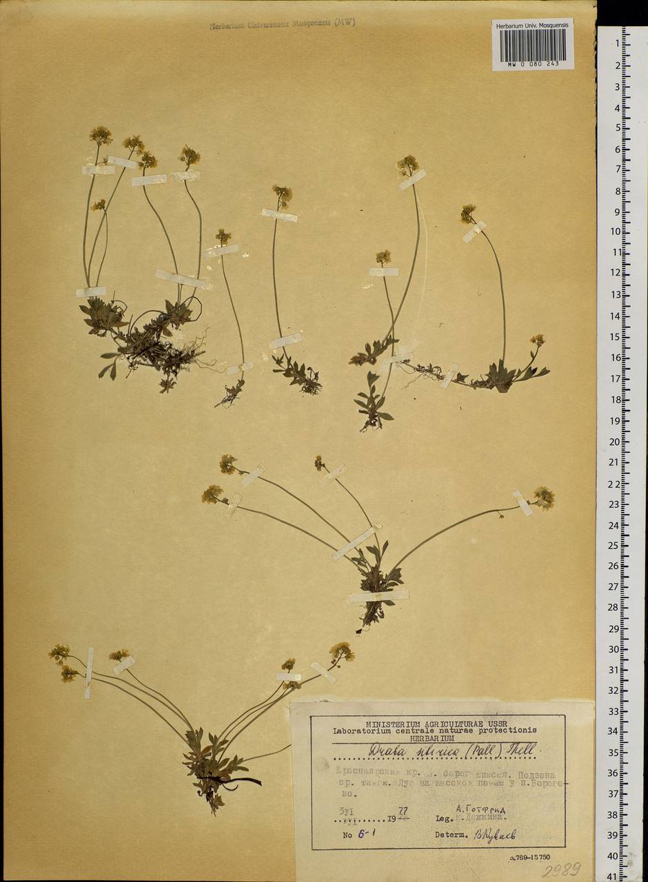 Крупка сибирская (Pall.) Thell., Сибирь, Центральная Сибирь (S3) (Россия)