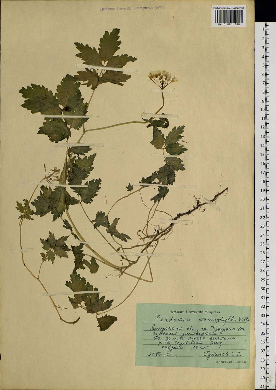 Сердечник крупнолистный Willd., Сибирь, Дальний Восток (S6) (Россия)