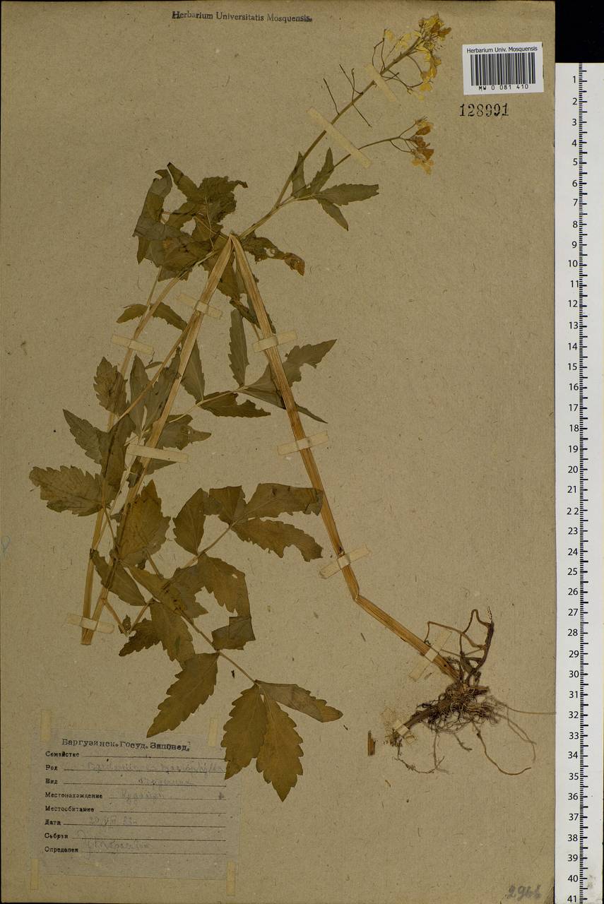 Сердечник крупнолистный Willd., Сибирь, Прибайкалье и Забайкалье (S4) (Россия)