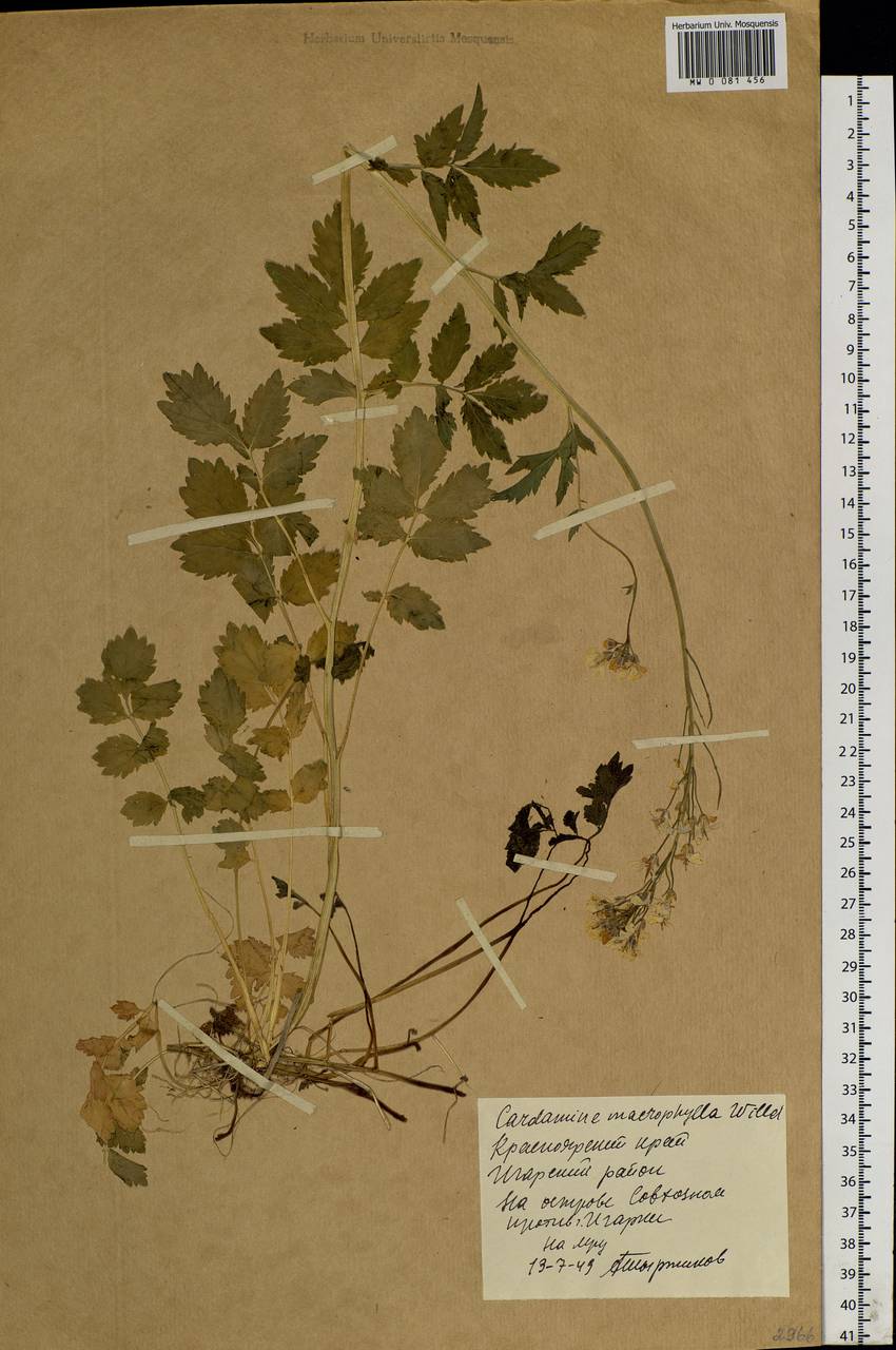 Сердечник крупнолистный Willd., Сибирь, Центральная Сибирь (S3) (Россия)