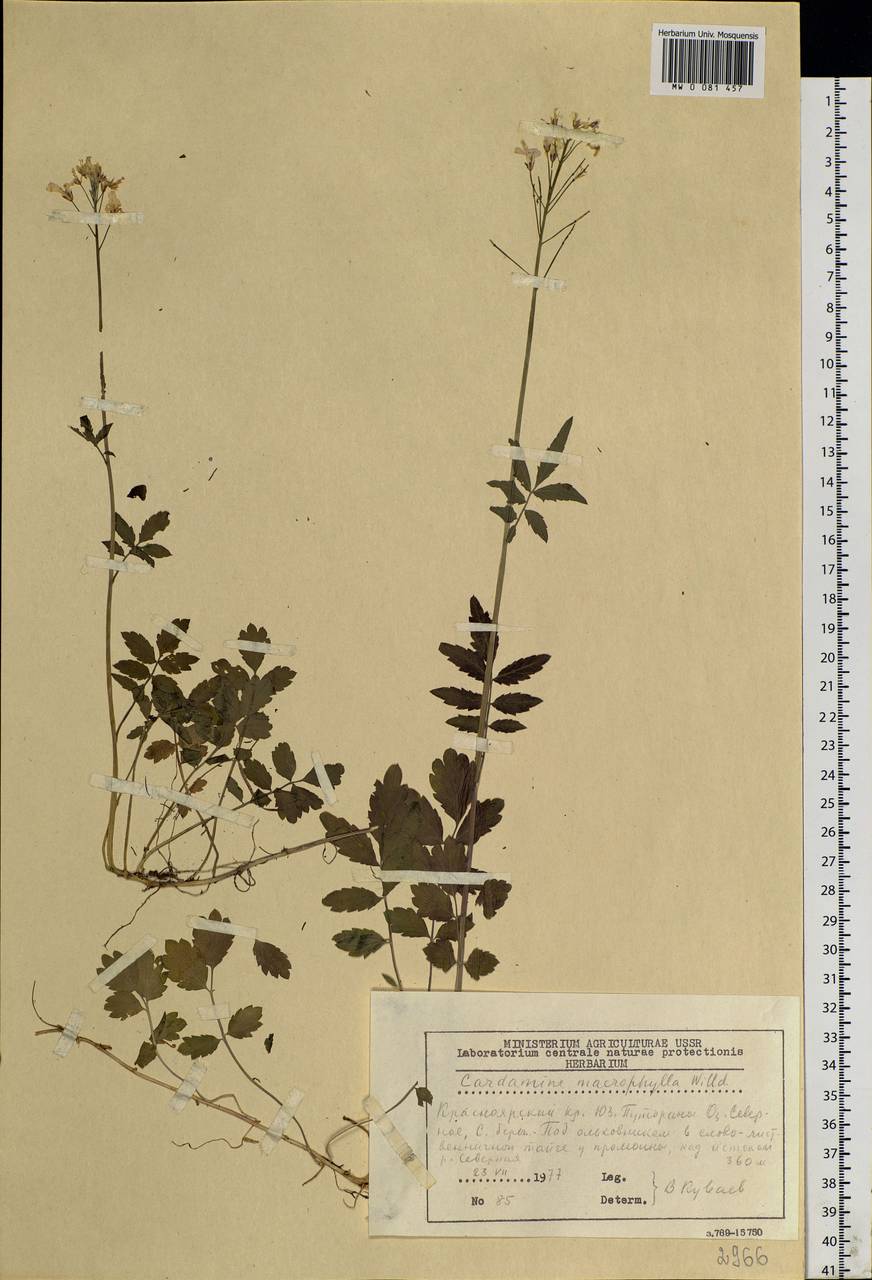 Сердечник крупнолистный Willd., Сибирь, Центральная Сибирь (S3) (Россия)