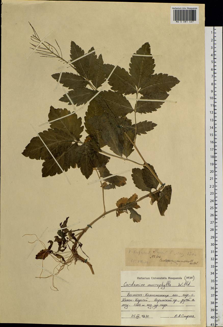 Сердечник крупнолистный Willd., Сибирь, Западный (Казахстанский) Алтай (S2a) (Казахстан)