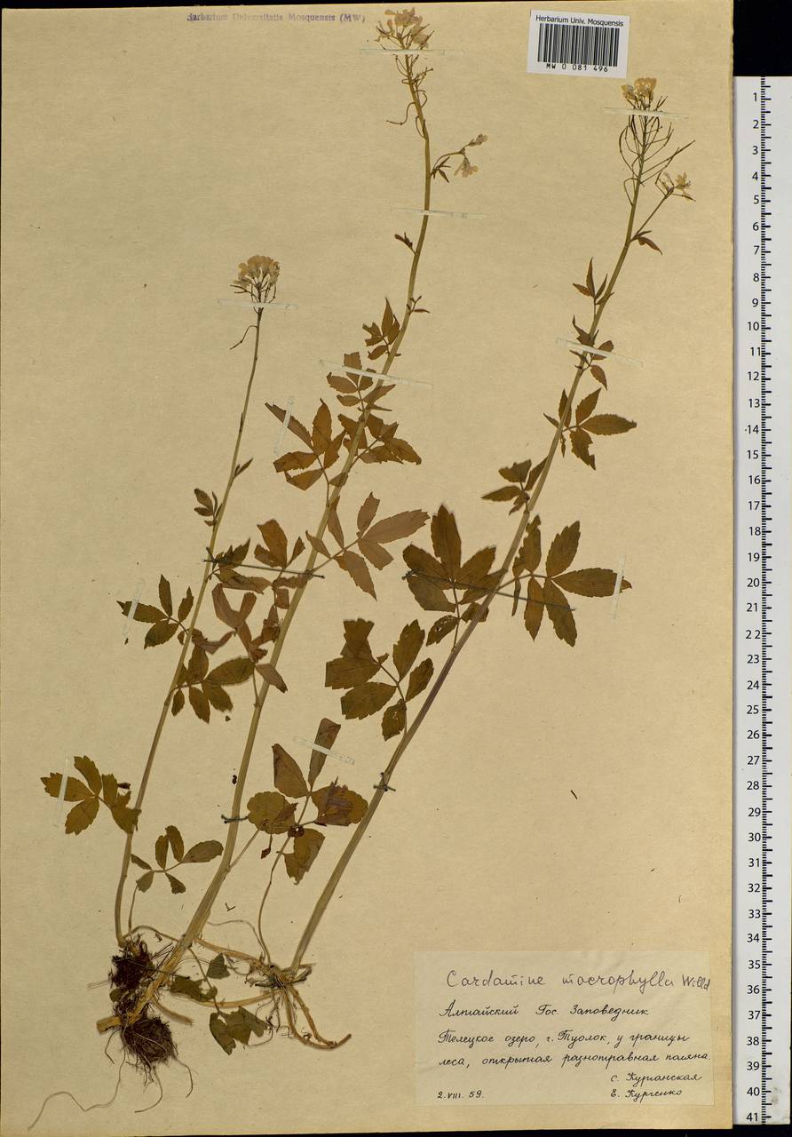 Сердечник крупнолистный Willd., Сибирь, Алтай и Саяны (S2) (Россия)