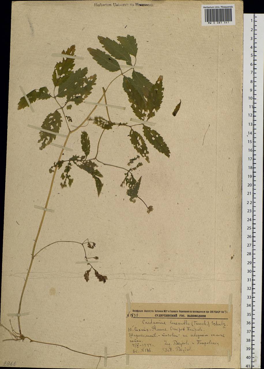 Сердечник белоцветковый (Tausch) O.E.Schulz, Сибирь, Дальний Восток (S6) (Россия)