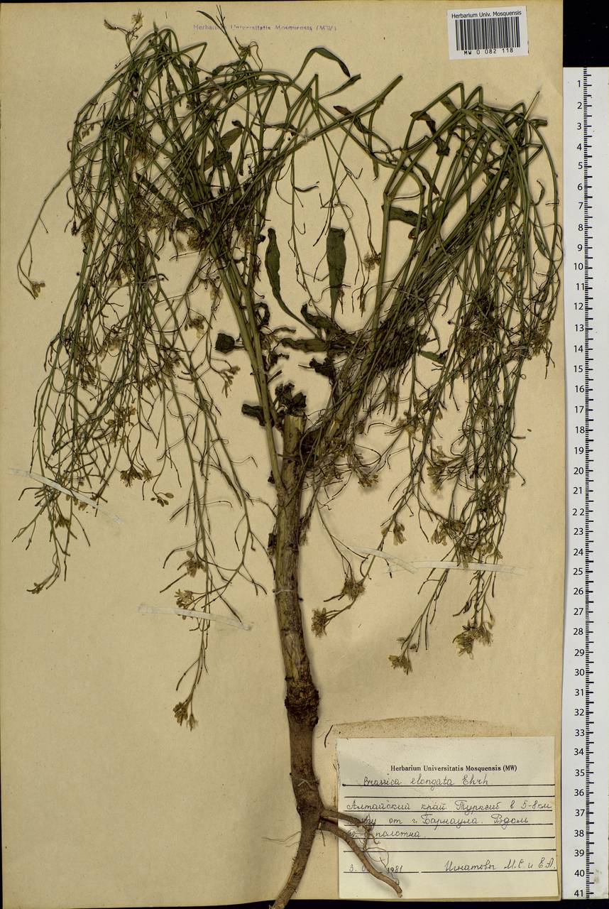 Guenthera persica subsp. persica, Сибирь, Алтай и Саяны (S2) (Россия)