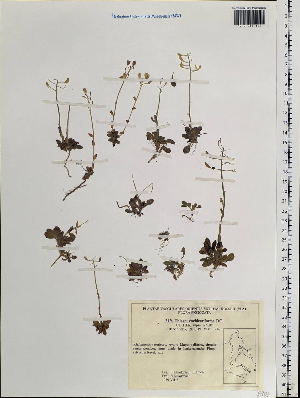 Noccaea thlaspidioides (Pall.) F.K.Mey., Сибирь, Дальний Восток (S6) (Россия)