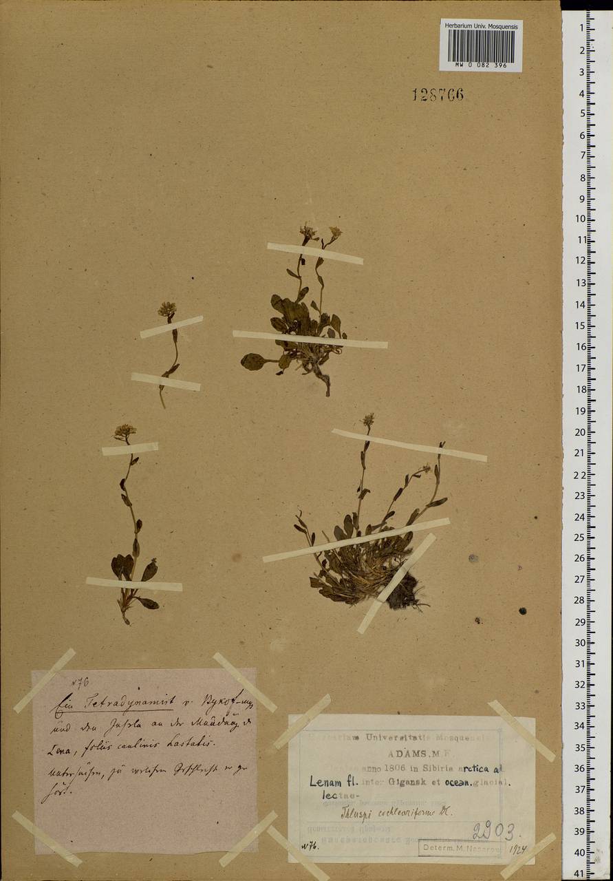 Noccaea thlaspidioides (Pall.) F.K.Mey., Сибирь, Якутия (S5) (Россия)