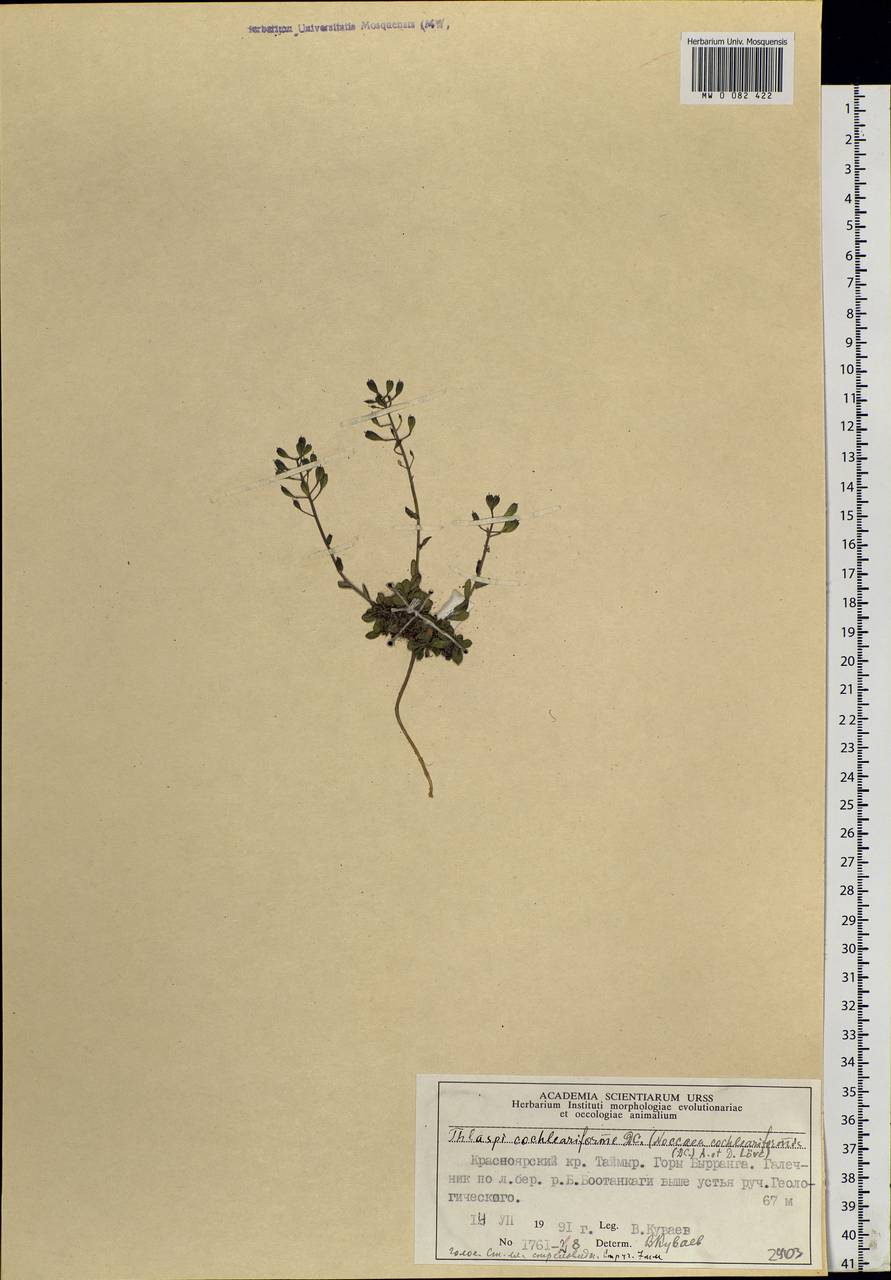 Noccaea thlaspidioides (Pall.) F.K.Mey., Сибирь, Центральная Сибирь (S3) (Россия)