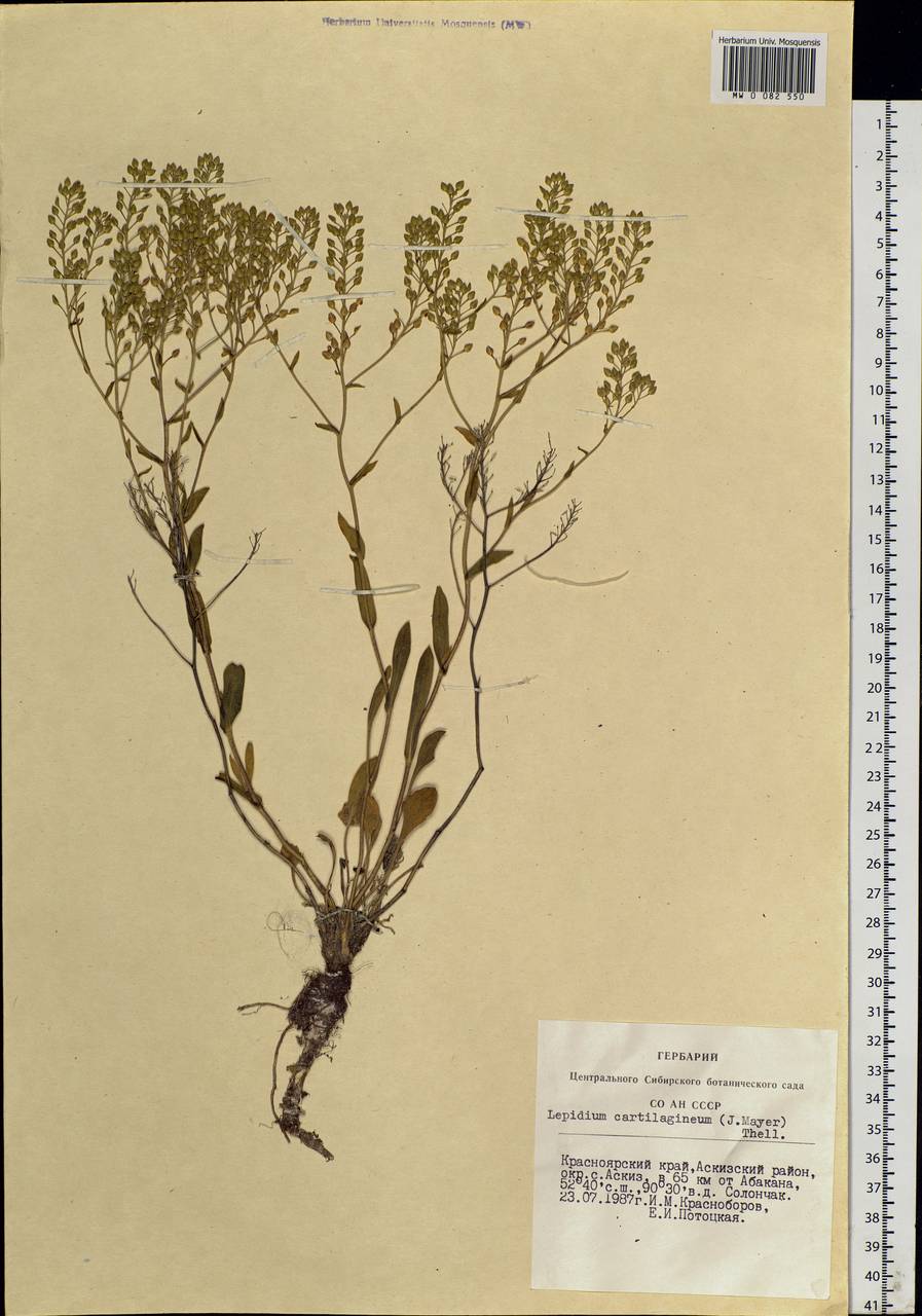 Lepidium cartilagineum subsp. crassifolium (Waldst. & Kit.) Thell., Сибирь, Алтай и Саяны (S2) (Россия)