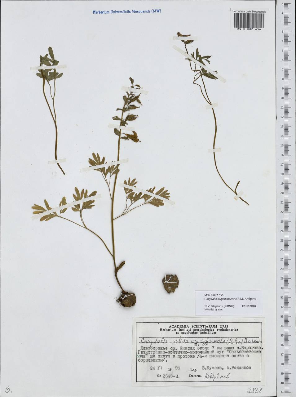 Corydalis subjenisseensis E. M. Antipova, Сибирь, Центральная Сибирь (S3) (Россия)