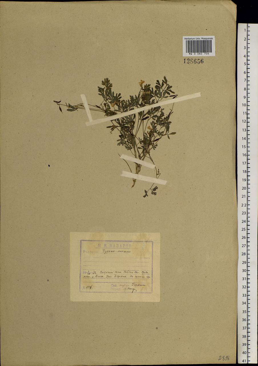 Хохлатка сибирская (L. fil.) Pers., Сибирь, Прибайкалье и Забайкалье (S4) (Россия)