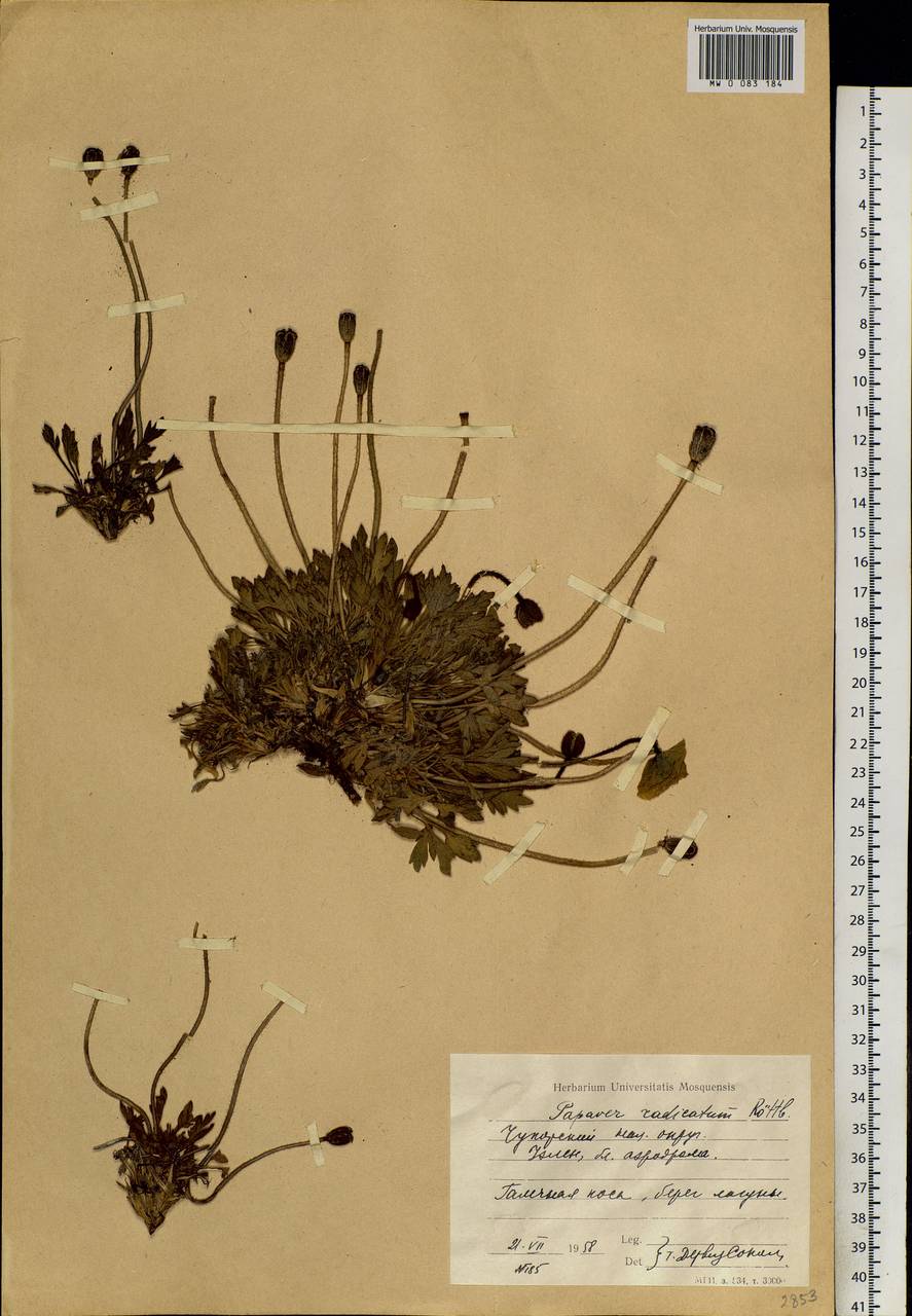 Oreomecon radicatum subsp. radicatum, Сибирь, Чукотка и Камчатка (S7) (Россия)