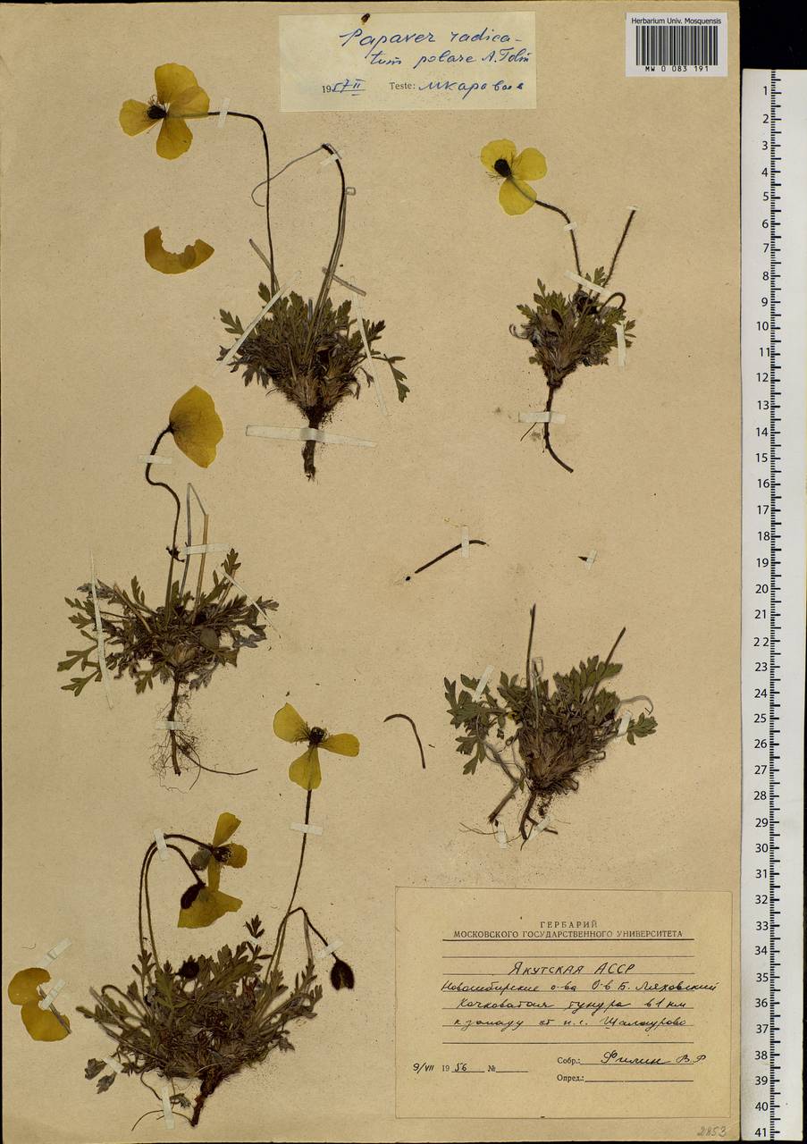 Oreomecon radicatum subsp. radicatum, Сибирь, Якутия (S5) (Россия)