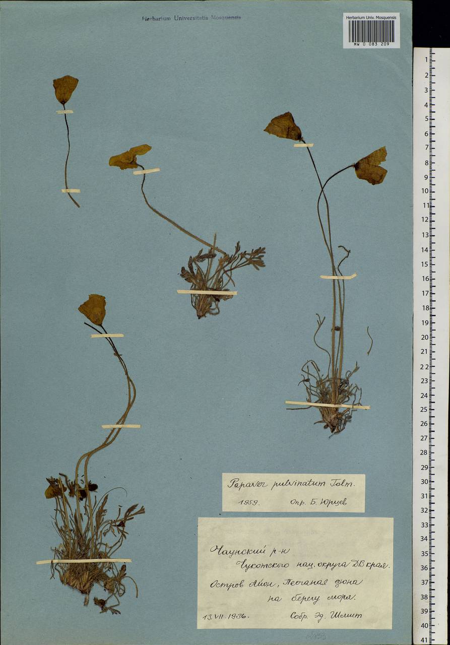 Oreomecon pulvinata (Tolm.) Krivenko, Сибирь, Чукотка и Камчатка (S7) (Россия)