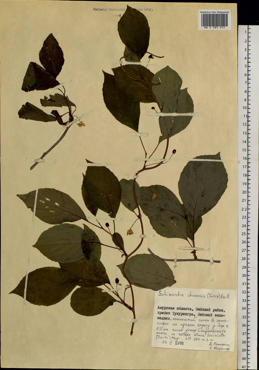 Лимонник китайский (Turcz.) Baill., Сибирь, Дальний Восток (S6) (Россия)
