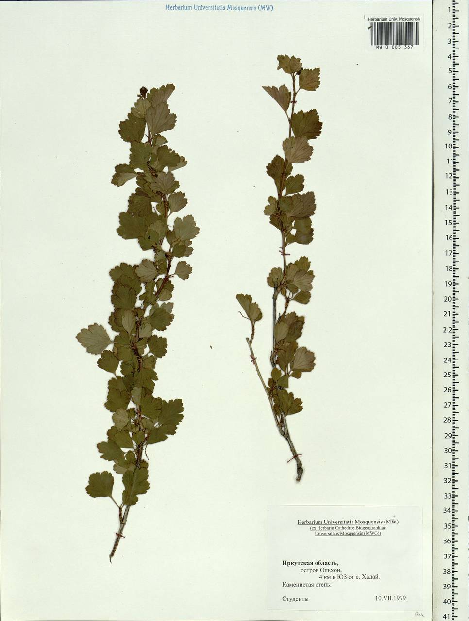 Rosaceae, Сибирь, Прибайкалье и Забайкалье (S4) (Россия)