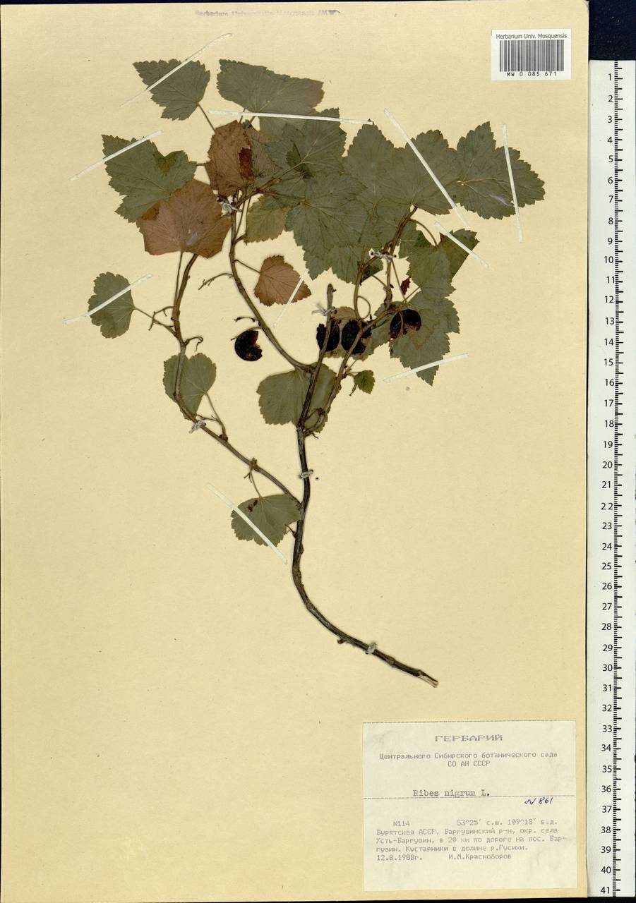 Смородина черная L., Сибирь, Прибайкалье и Забайкалье (S4) (Россия)