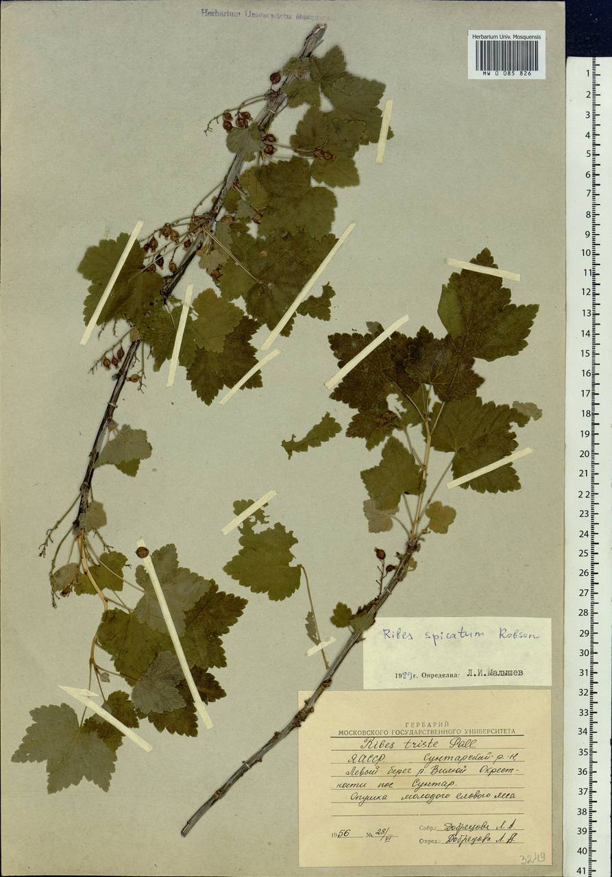 Ribes spicatum subsp. hispidulum (Jancz.) L. Hämet-Ahti, Сибирь, Якутия (S5) (Россия)