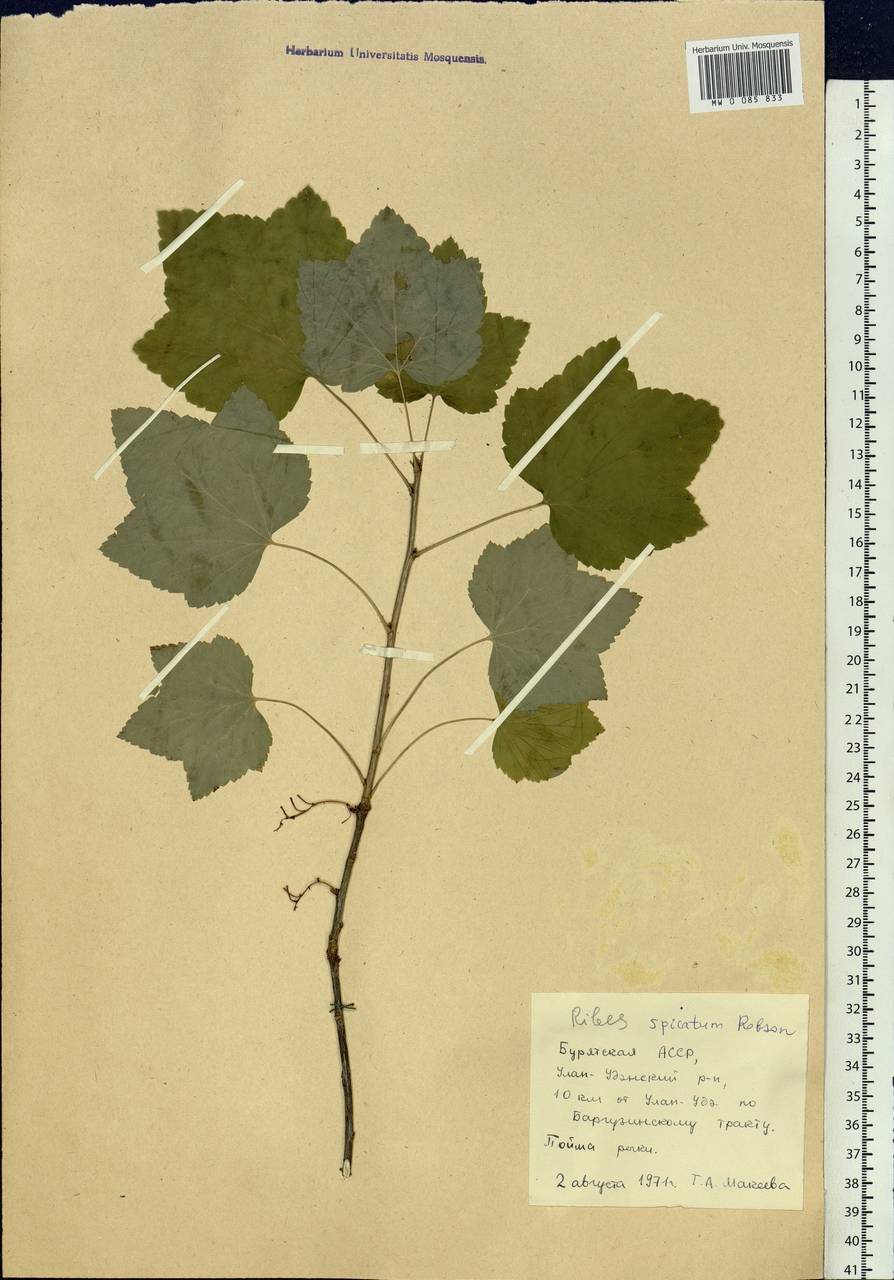 Ribes spicatum subsp. hispidulum (Jancz.) L. Hämet-Ahti, Сибирь, Прибайкалье и Забайкалье (S4) (Россия)