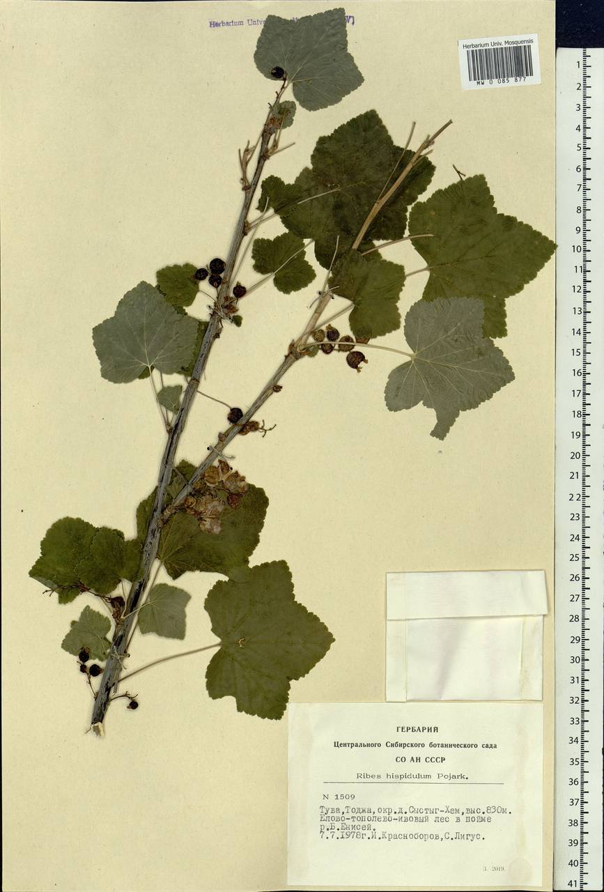 Ribes spicatum subsp. hispidulum (Jancz.) L. Hämet-Ahti, Сибирь, Алтай и Саяны (S2) (Россия)