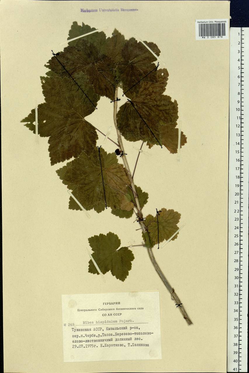 Ribes spicatum subsp. hispidulum (Jancz.) L. Hämet-Ahti, Сибирь, Алтай и Саяны (S2) (Россия)