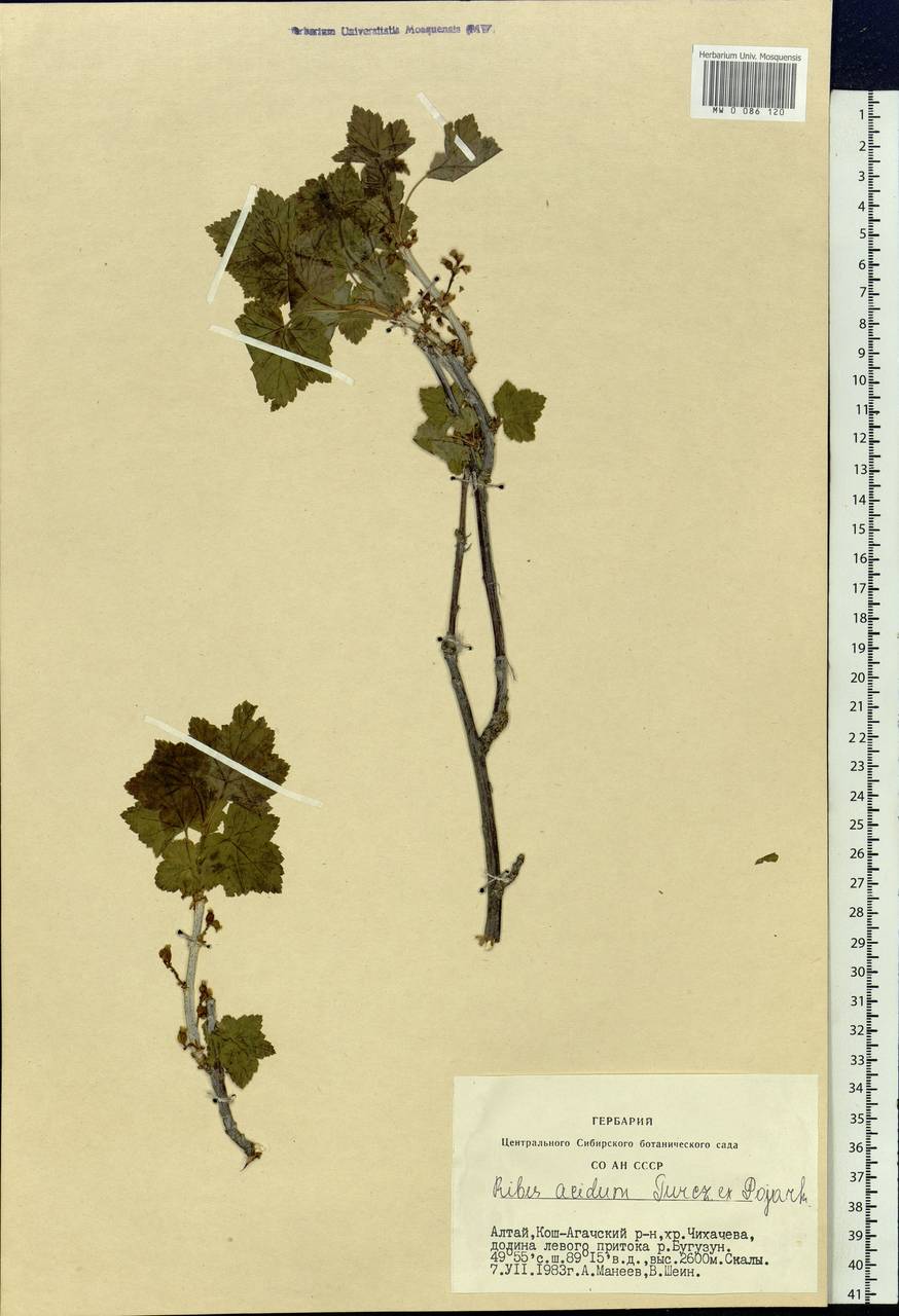 Ribes spicatum subsp. lapponicum Hyl., Сибирь, Алтай и Саяны (S2) (Россия)