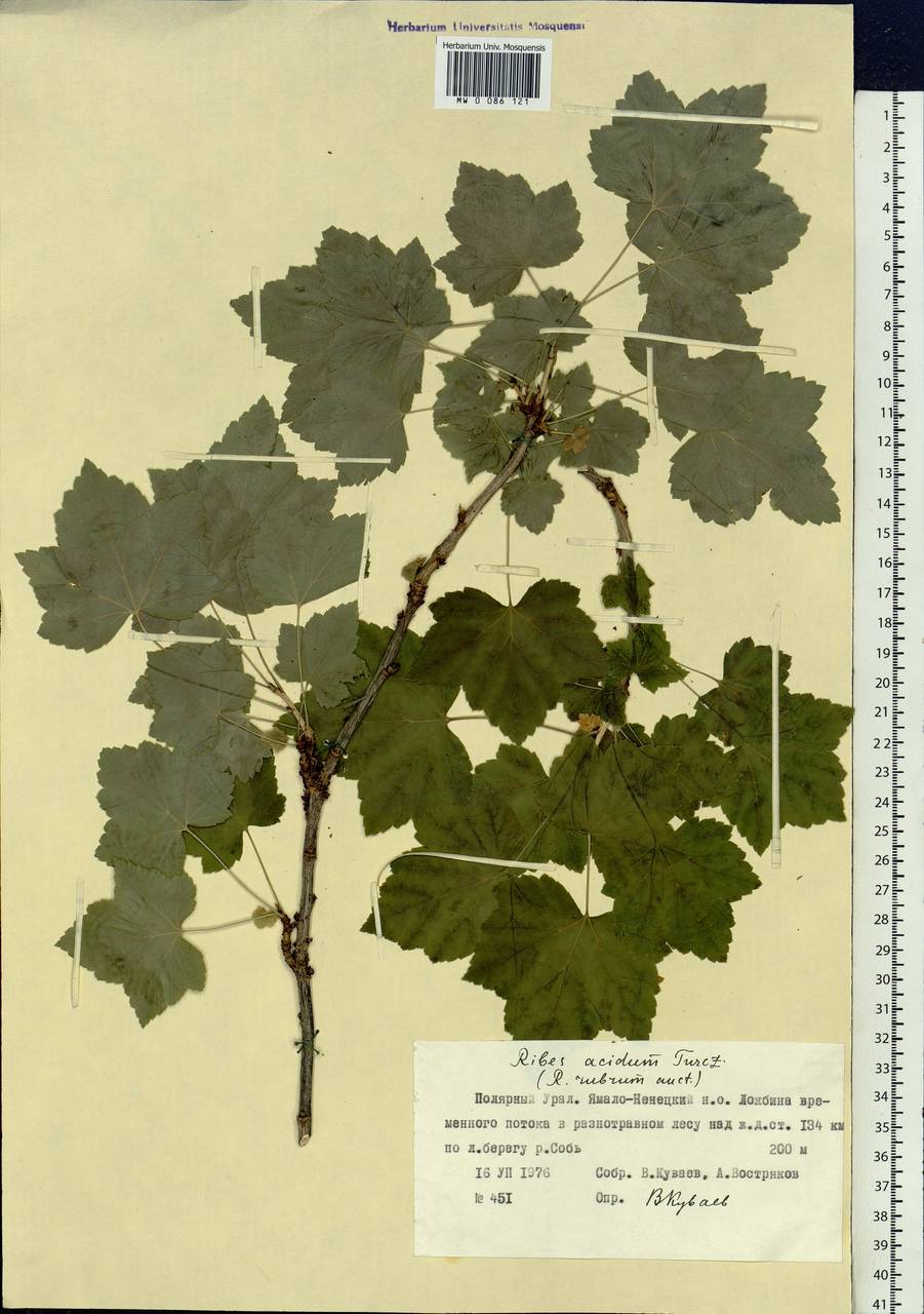 Ribes spicatum subsp. lapponicum Hyl., Сибирь, Западная Сибирь (S1) (Россия)