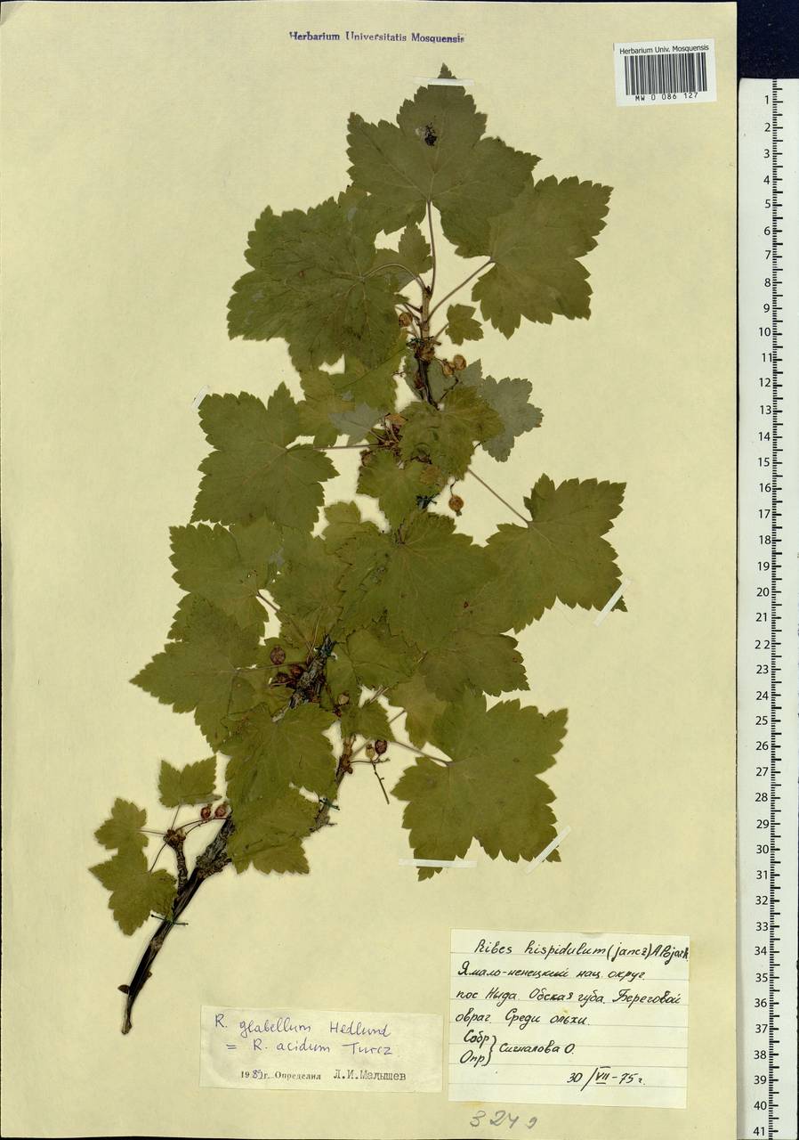 Ribes spicatum subsp. lapponicum Hyl., Сибирь, Западная Сибирь (S1) (Россия)