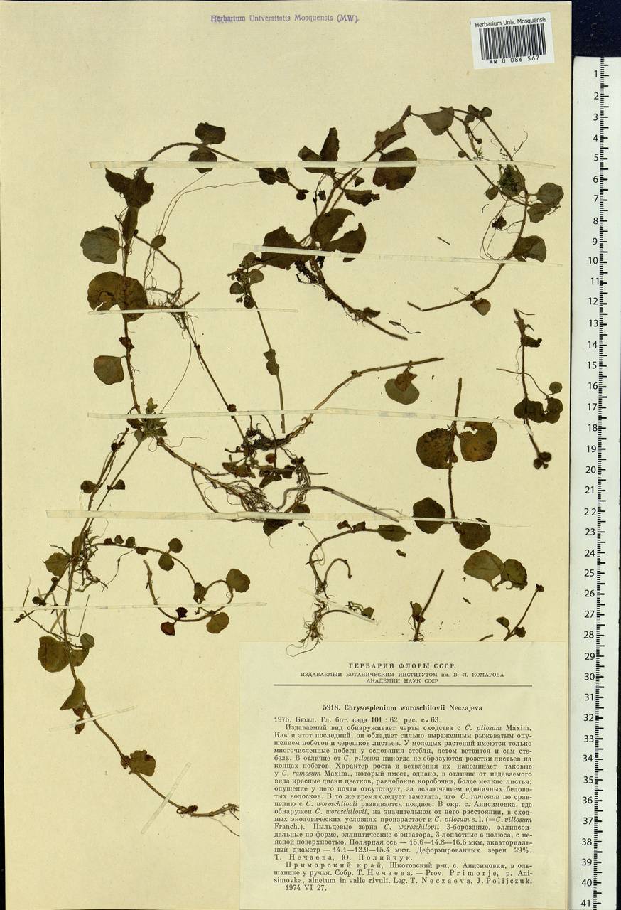 Селезеночник Ворошилова Neczajeva, Сибирь, Дальний Восток (S6) (Россия)