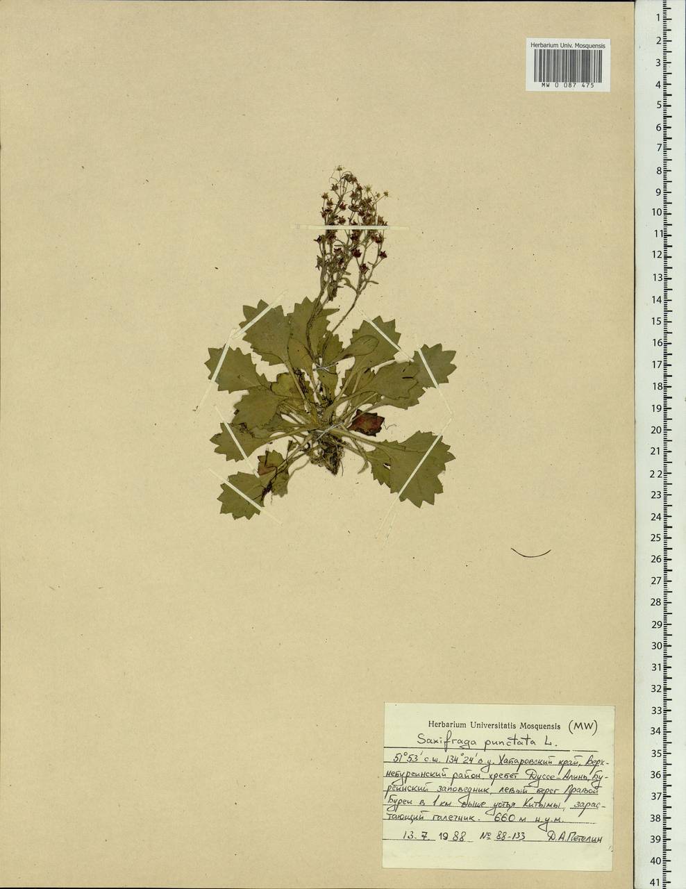 Micranthes punctata (L.) Losinsk., Сибирь, Дальний Восток (S6) (Россия)