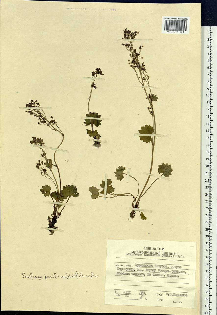 Micranthes nelsoniana var. insularis (Hultén) Gornall & H. Ohba, Сибирь, Дальний Восток (S6) (Россия)