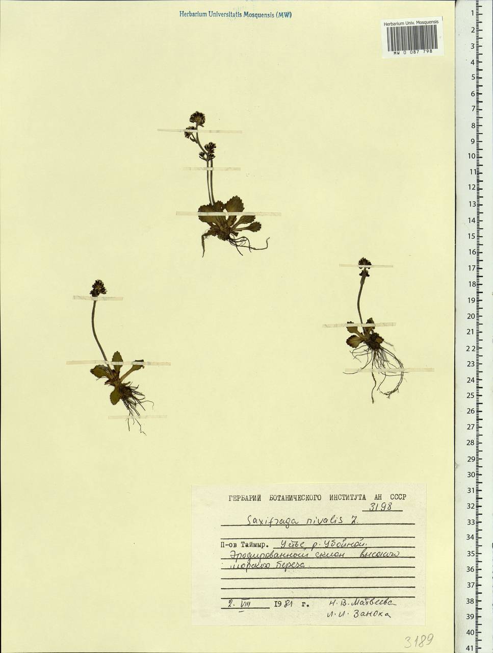 Камнеломка снежная (L.) Small, Сибирь, Центральная Сибирь (S3) (Россия)