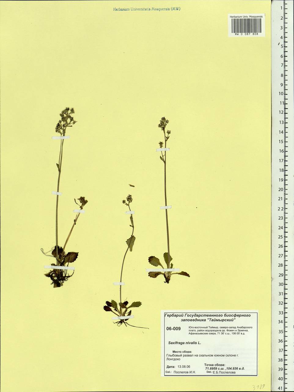 Камнеломка снежная (L.) Small, Сибирь, Центральная Сибирь (S3) (Россия)