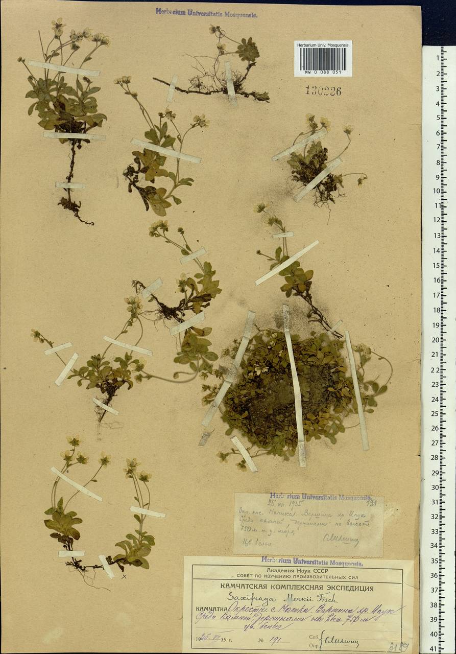 Micranthes merkii subsp. merkii, Сибирь, Чукотка и Камчатка (S7) (Россия)