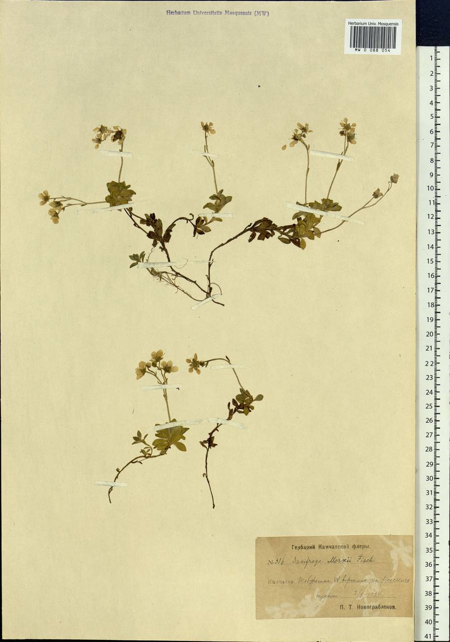 Micranthes merkii subsp. merkii, Сибирь, Чукотка и Камчатка (S7) (Россия)