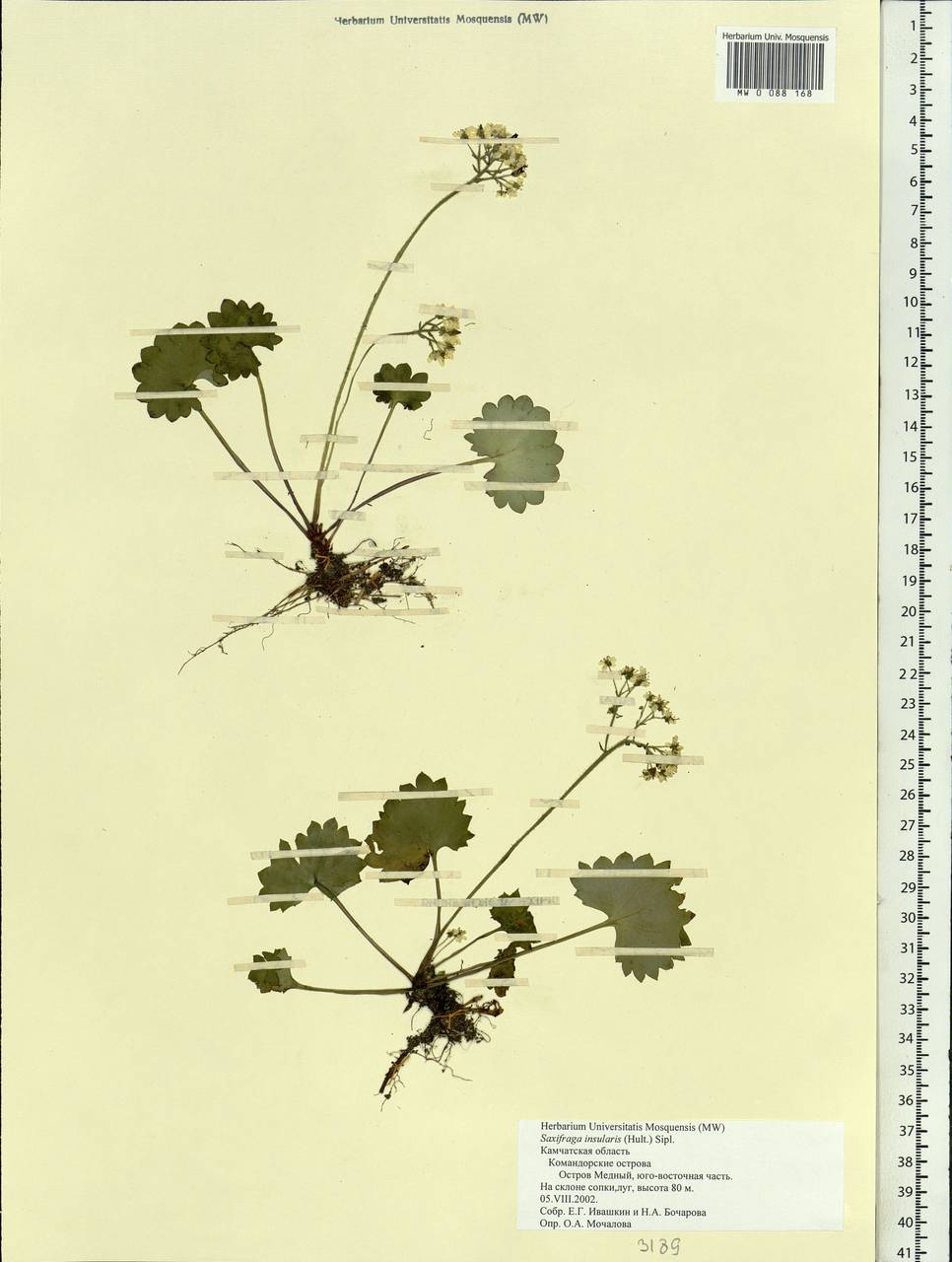 Micranthes nelsoniana var. insularis (Hultén) Gornall & H. Ohba, Сибирь, Чукотка и Камчатка (S7) (Россия)